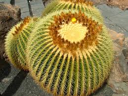 Barrel cactus plants are characterized by their ribbed, cylindrical shape. Echinocactus Grusonii Golden Barrel Cactus World Of Succulents