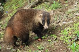 アナグマの侵入を防ぐための対策法と効果的な駆除の手法とは ...