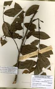 Image result for Uvariodendron