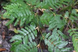 Image result for Acacia cornigera