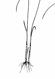 Image result for Pycreus flavescens