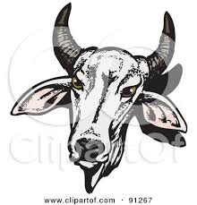 Brahman cattle british white cattle beef cattle logo ox, bull, antler, animals png. White Horned Brahman Cow Head Posters Art Prints By Interior Wall Decor 91267