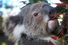 First Wild Koalas Caught And Vaccinated Against Chlamydia : Npr