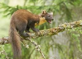 Image result for kuna lesní obrázky