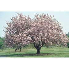 Summer flowering trees like crape myrtles should be pruned in late winter or early spring when they are dormant. Prunus Kanzan Japanese Flowering Cherry Kwanzan Cherry North Carolina Extension Gardener Plant Toolbox