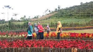 Edible flower atau bunga yang dapat dimakan banyak jenisnya. Melihat Indahnya Ribuan Bunga Di Kutabawa Flower Garden Purwokerto Kita