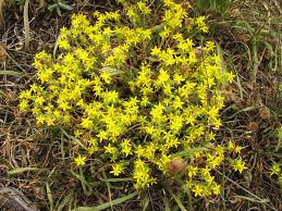 Image result for Sedum ruwenzoriense