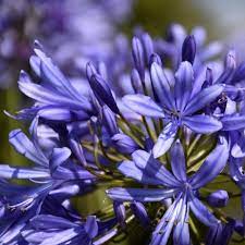 Agapanthus Lilliput Agapanthus Easy To Grow Bulbs Lily Bulbs