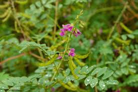 Image result for Tephrosia meisneri