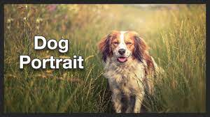 Dog Photo Portrait Photoshop Speed Edit Youtube Dog Photos Dogs Portrait Photoshop