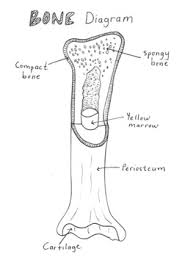 Bone connective tissue there are two types of bone tissue: Simple Bone Diagram By Tessa Arnett Teachers Pay Teachers