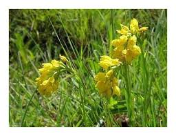 Image result for Schizochilus