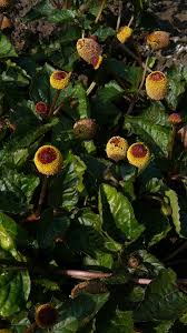 Image result for Spilanthes costata
