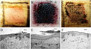 Image result for Senecio serratuloides