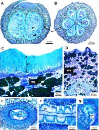 Image result for Mitrasacmopsis