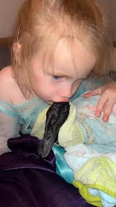 Should I burn the wood in my duck paddock?