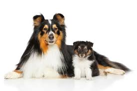 (you must have a fenced in yard). Shetland Sheepdog Cost Puppy Adult Dog With Calculator Petbudget Pet Costs Saving Tips