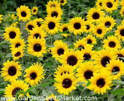 Besar, biasanya berwarna kuning terang. Bunga Matahari Kerdil Hias Bambino Helianthus Annuus Biji Garden Seeds Market Bebas Biaya Kirim