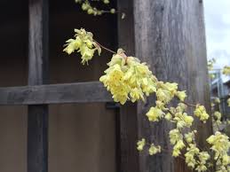 Image result for Pycreus xantholepis