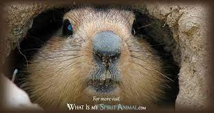 He gets caught in a blizzard that he didn't predict and finds himself trapped in a time warp. Groundhog Symbolism Meaning Spirit Totem Power Animal