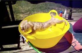Since digger hates water, (yes, he probably still does) use a bucket of warm water rather than a detachable shower head. 5 Reasons Why Your Pup Will Always Dread Bath Time Barkpost