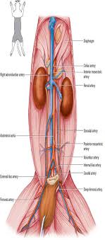 Right common carotid artery right brachial artery right axillary artery right subclavian artery brachiocephalic artery 82. Solved Observe The Human Torso Model And Figures 63 7 63 9 A Chegg Com