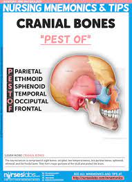 Cranial Bones Pest Of The Neurocranium Is Comprised Of Eight Bones Occipital Two Temporal Bones Two P Nursing Mnemonics Anatomy And Physiology Physiology