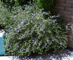 Image result for Ruellia praetermissa