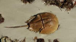 Blog A Crab In Shining Armor How Horseshoe Crabs Are Protecting You From Getting Infections
