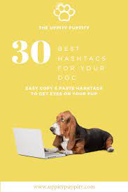 Best Hashtags For Your Instagram Dog Dog Hashtags Instagram Dogs Your Dog