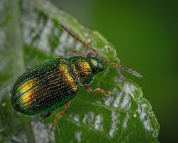 1331 meador ave ste 101, bellingham, wa 98229. Services Bio Bug