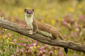 Pin By Eilin Yu On Animals In 2020 Pet Birds Animal Photography Weasel