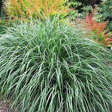 Image result for Alloeochaete namuliensis