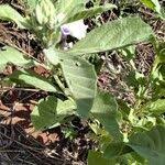 Image result for Astripomoea hyoscyamoides