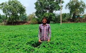 हरी खाद से संवर रही खेतों की सेहत, प्राकृतिक खेती की मिसाल बने किसान  नरेंद्र सिंह ढैंचा की खेती से बढ़ रही मिट्टी की उर्वरता, घट रही ...
