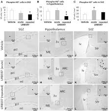 Gotvoice is a free service that allows you to access your voicemail over the internet, meaning you can download, listen to, and save your voicemail messages as mp3s from any browser. Effects Of Acute And Repeated Treatment Of Urb595 0 3 Mg Kg On Download Scientific Diagram