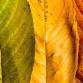 Fall Craft and Vendor Fair at Homestead! event image