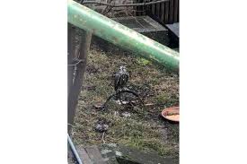 Wien Falkner Bindet Verletzten Falken Im Garten Einfach Mit Strick An Regionews At In 2020 Wien Falken Einfach