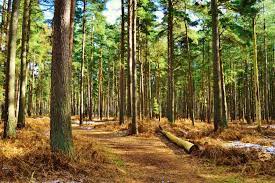 Each bag contains 20 seeds. Norfolk Island Pine Tree Care Guide Garden Tabs