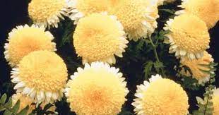 Pin On Gardening And Outdoors