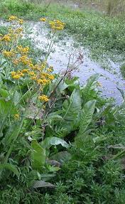 Image result for Senecio pleistocephalus