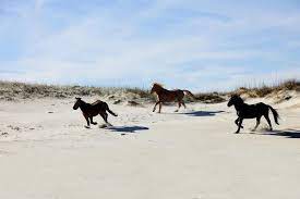 The Best Places To See Wild Horses In North America Travel Smithsonian Magazine