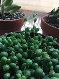 A set of garden shears or scissors; Why Are My String Of Pearls Growing Upwards Is This Normal Succulents