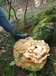 Giant Chicken Of The Woods I Found Yesterday Massachusetts Oc Mushrooms Fungi Nature Photography Chicken Of The Woods Mushroom Fungi Giant Chicken