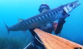 Le Chasseur Francais Suivez L Actualite Chasse Peche Et Vie De Nos Campagnes Avec Les Journalistes Du Chasseur Francais Chasse Sous Marine Chasseur Francais Chasse