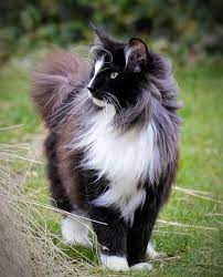 Their reputation suggests they possess superior intelligence and an outgoing. Guide To The Legendary Tuxedo Cat Pethelpful