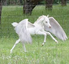 Pictures Of Real Unicorns With Wings Unicorn Real Unicorn Unicorn Pictures Fantasy Horses Download 18 unicorn with wings free vectors. real unicorns with wings unicorn