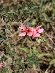Image result for Indigofera heterotricha