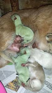 Dog Breeder Aida Vallelado Molina Got A Shock Recently When Her Dog Gave Birth To Two Green Puppies Cute Animals Puppies Dog Breeder