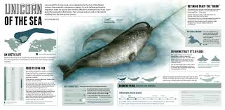 Biology Group Chat Names Tik Tok Jomc 484 Infographics A Piece I Put Together For A Class Detailing Information About Narwhals And Experimenting With Traditional A Narwhal Animals The Narwhal
